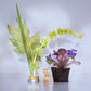 Good Chemistry; Travel Spray Eau De Parfum Perfume Magnolia Violet 0.34 fl oz - New