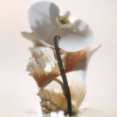 Saltair Nourishing Body Oil for Dewy and Glowing Skin Salt Water Vanilla 4 fl oz - New